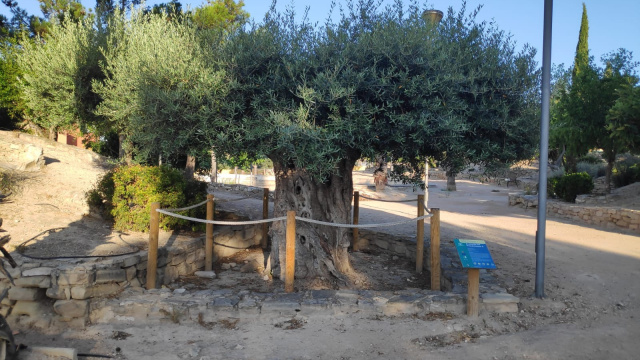 Protección y conservación de los árboles monumentales y singulares de Calasparra